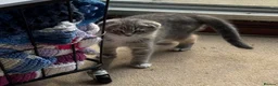 Scottish Fold cats for sale: 2 Beautiful Scottish fold and straight eared girls - Advert 7