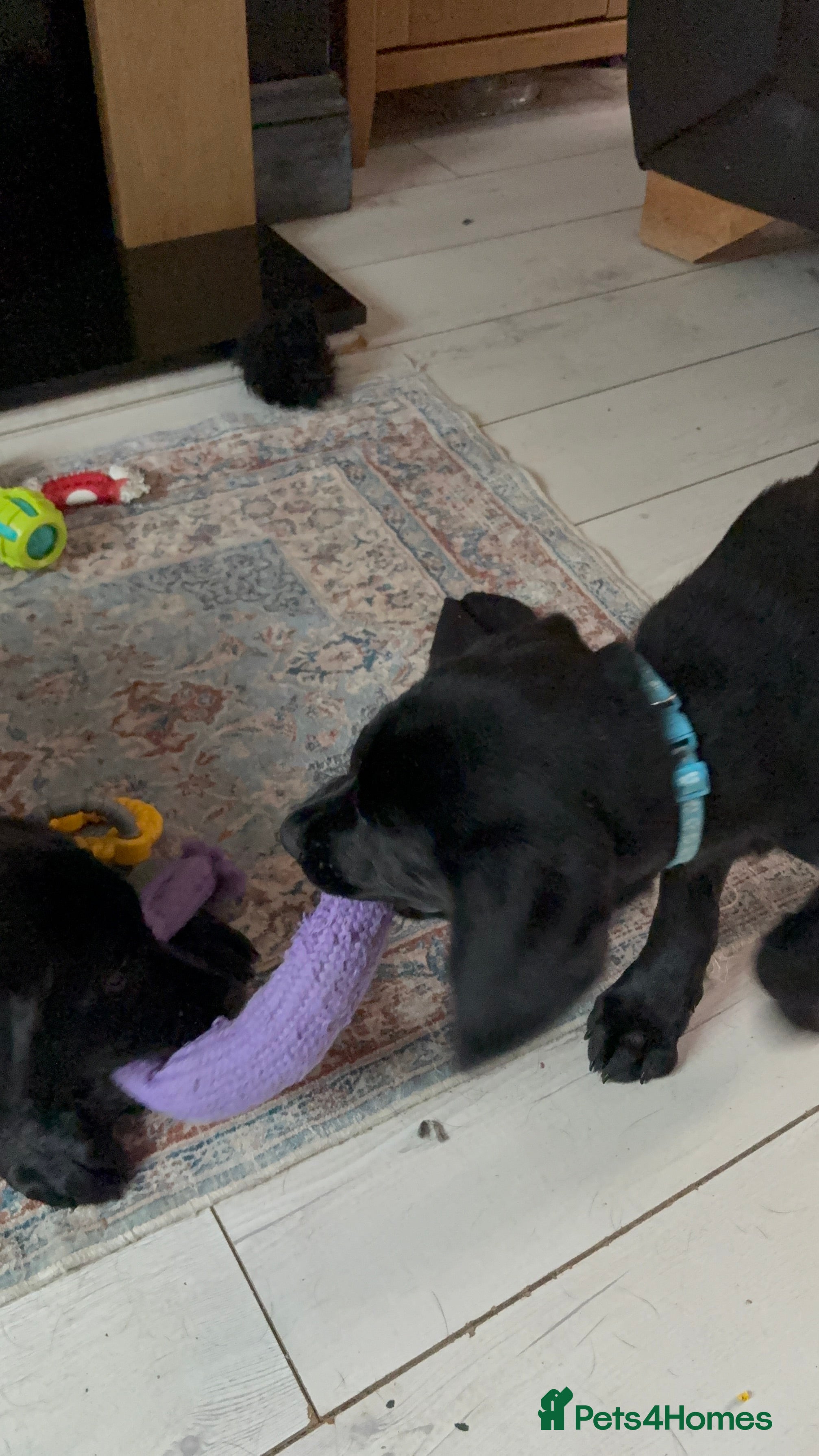 Goldador dogs Beautiful Chunky Labrador puppies - Advert 2