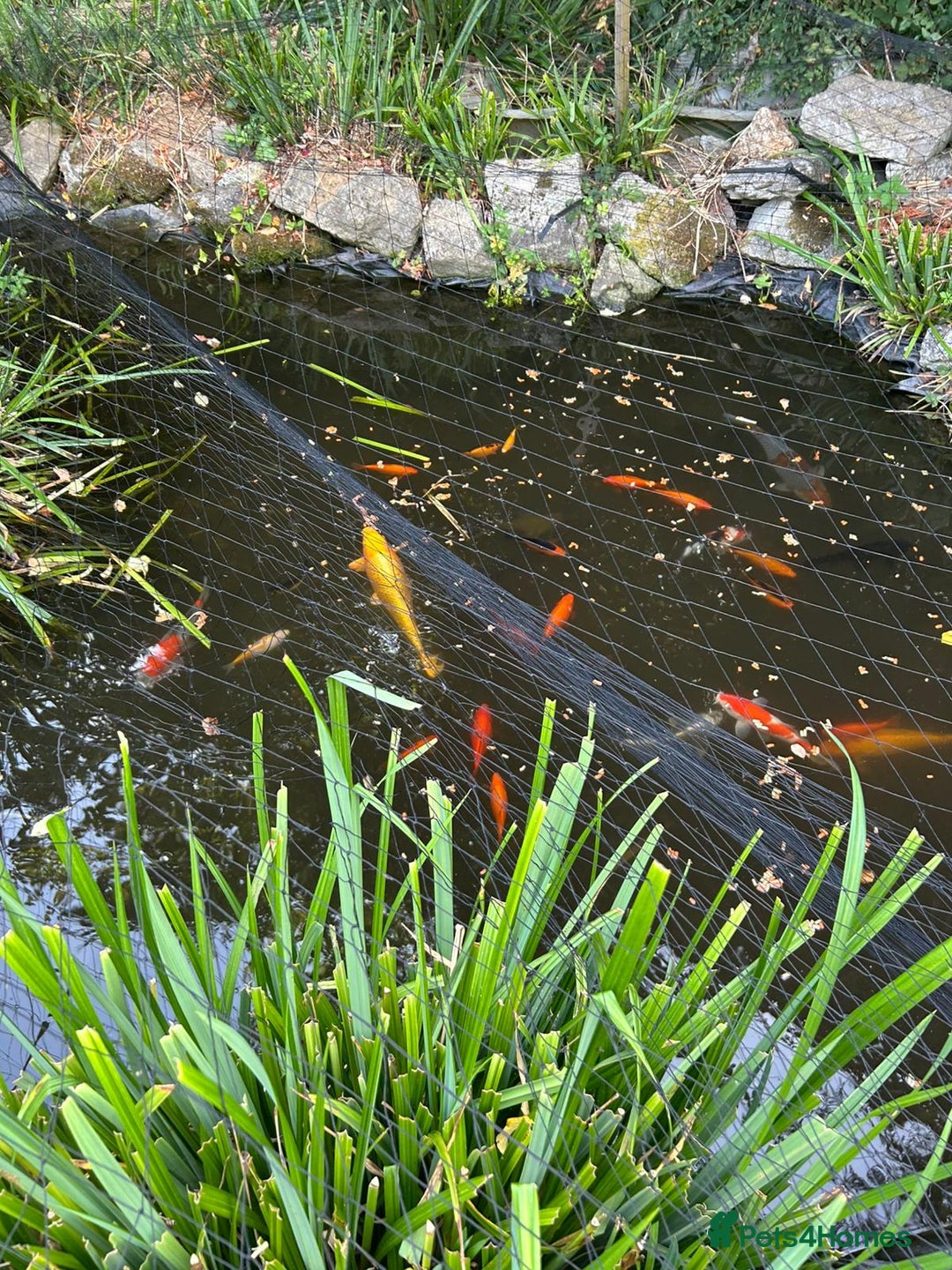 Koi Carp fish for sale: Koi carp and other breeds of fish  - Image 3