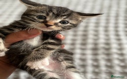 American Shorthair cats for sale: 🌟Adorable kittens now ready 4 forever home🌟 - Image 16