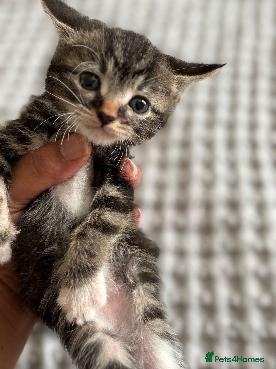 American Shorthair cats for sale: 🌟Adorable kittens now ready 4 forever home🌟 - Image 16