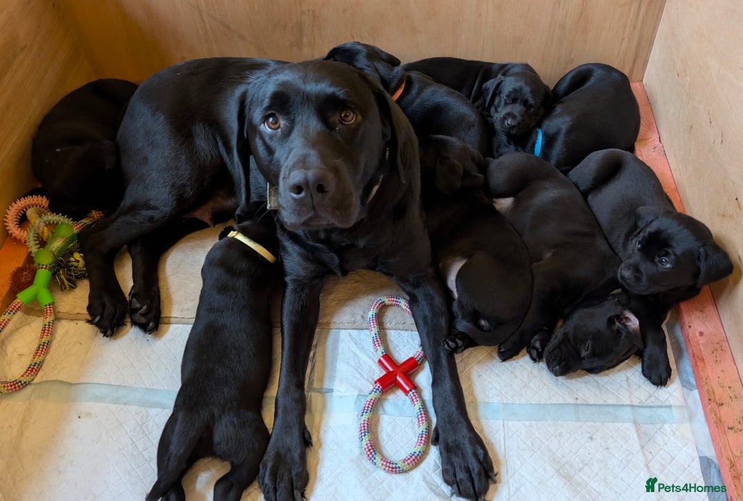 Labrador Retriever dogs for sale: Black KC Registered Labrador Puppies - Advert 1