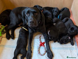Labrador Retriever dogs Black KC Registered Labrador Puppies - Advert 6
