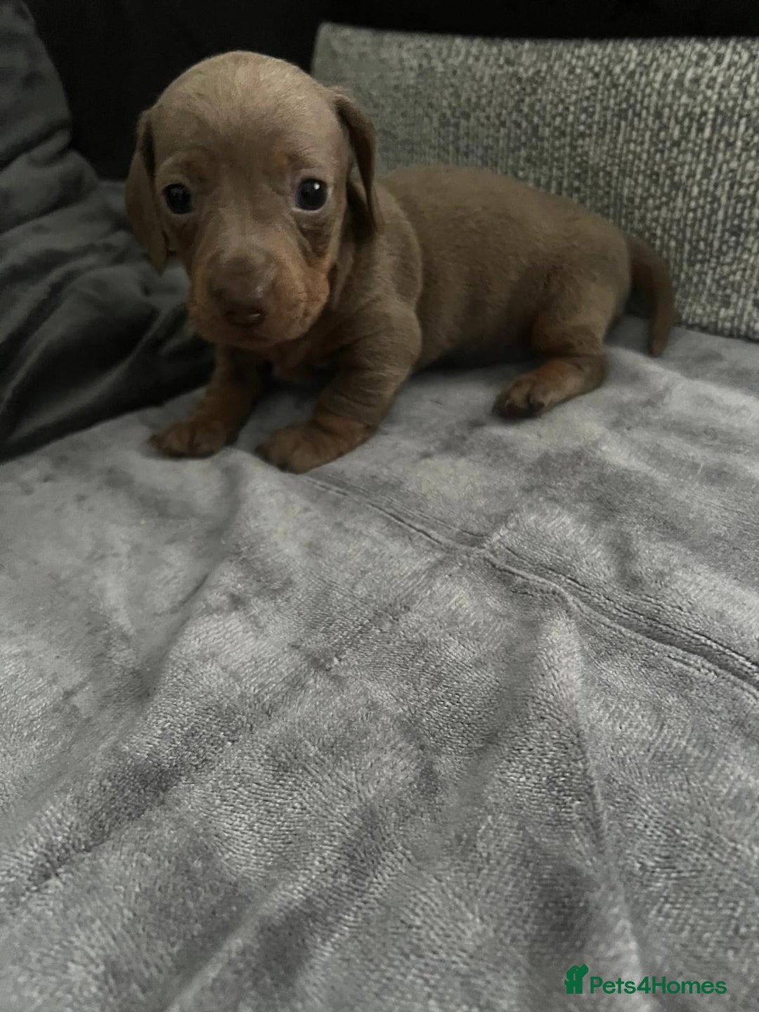 Miniature Dachshund dogs for sale: miniature dachshund puppies - Advert 15