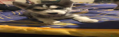 Siberian Husky (Purple collar)