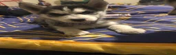 Siberian Husky dogs for sale: Pups for sale - Advert 3