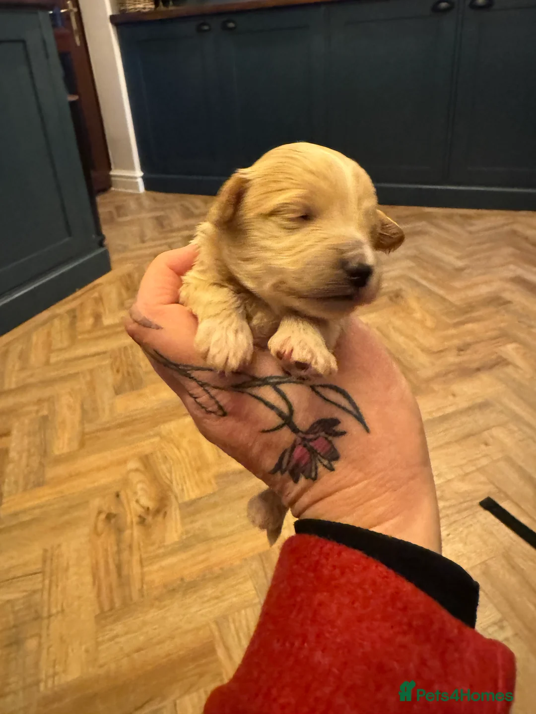 Maltipoo dogs for sale: Teddy Bear maltipoo puppies  - Advert 17