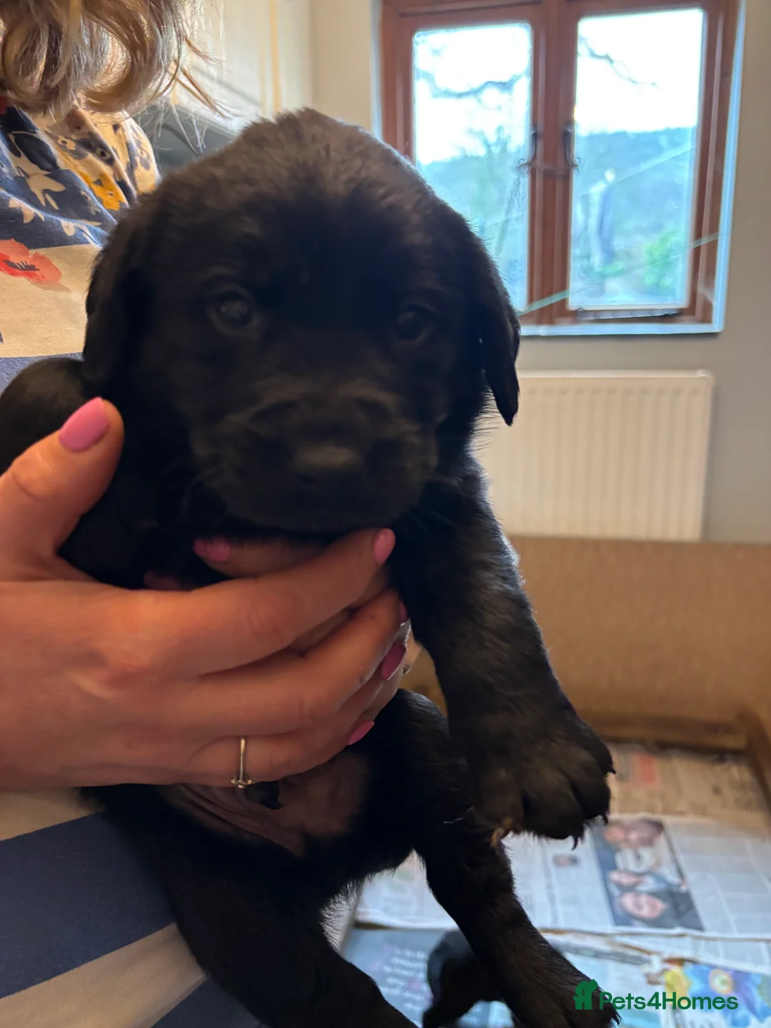 Labrador Retriever dogs for sale: Beautiful black Labrador puppies - Advert 5