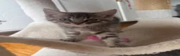 Mixed Breed cats for sale: Grey tabby girl in St Albans - Advert 6