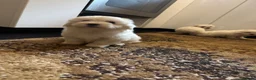 Maltese dogs for sale: Bichon maltese mini toy pure breed - Advert 10