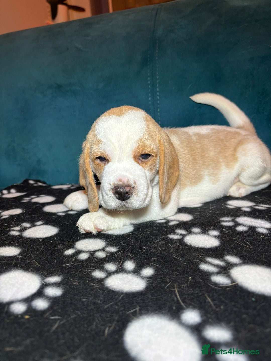 Beagle dogs for sale: Adorable Beagle Puppies for Sale - Advert 29