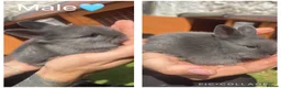 Lionhead rabbits for sale: 4 Beautiful Lionhead Rabbits - Advert 4