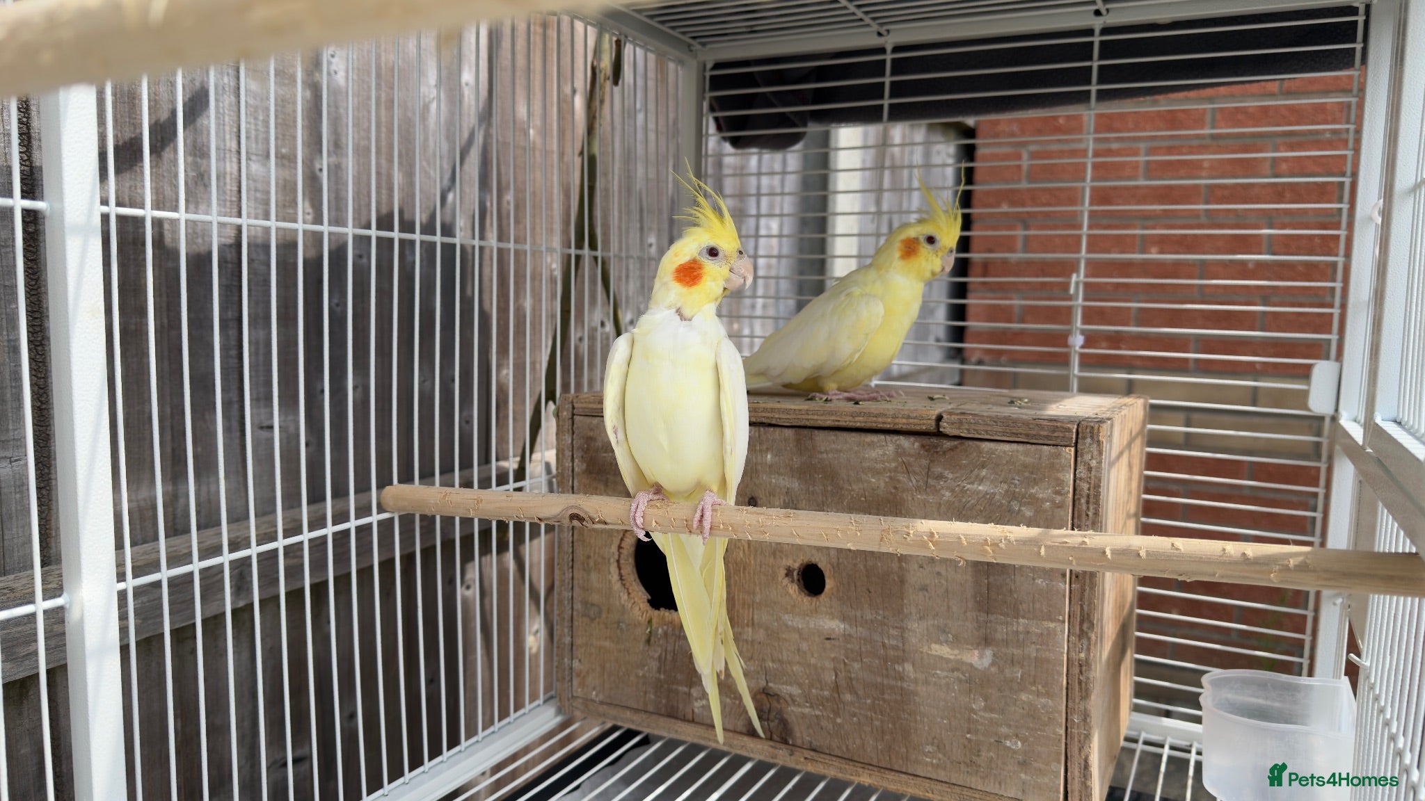 Cockatiels birds Bonded Cockatiel Pair/ Breeder - Advert 3