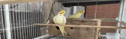 Cockatiels birds for sale: Bonded Cockatiel Pair - Advert 3