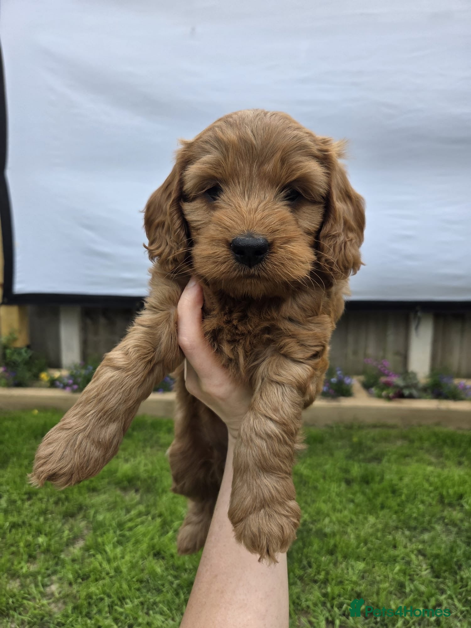 Cockapoo dogs Quality F1 Cockapoos🌟PRA-AMS-FN Health tested - Advert 18