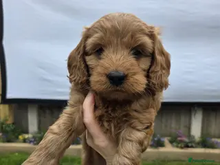 Cockapoo dogs Quality F1 Cockapoos🌟PRA-AMS-FN Health tested - Advert 18