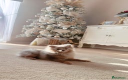 Pomeranian dogs for sale: Lilac Merle Pomeranian Girl 1 yrs  - Image 2