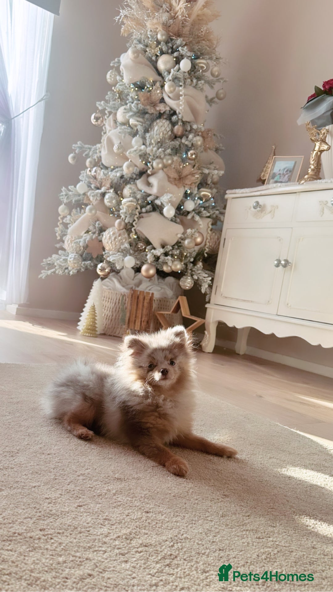Pomeranian dogs for sale: Lilac Merle Pomeranian Girl 1 yrs  - Image 2
