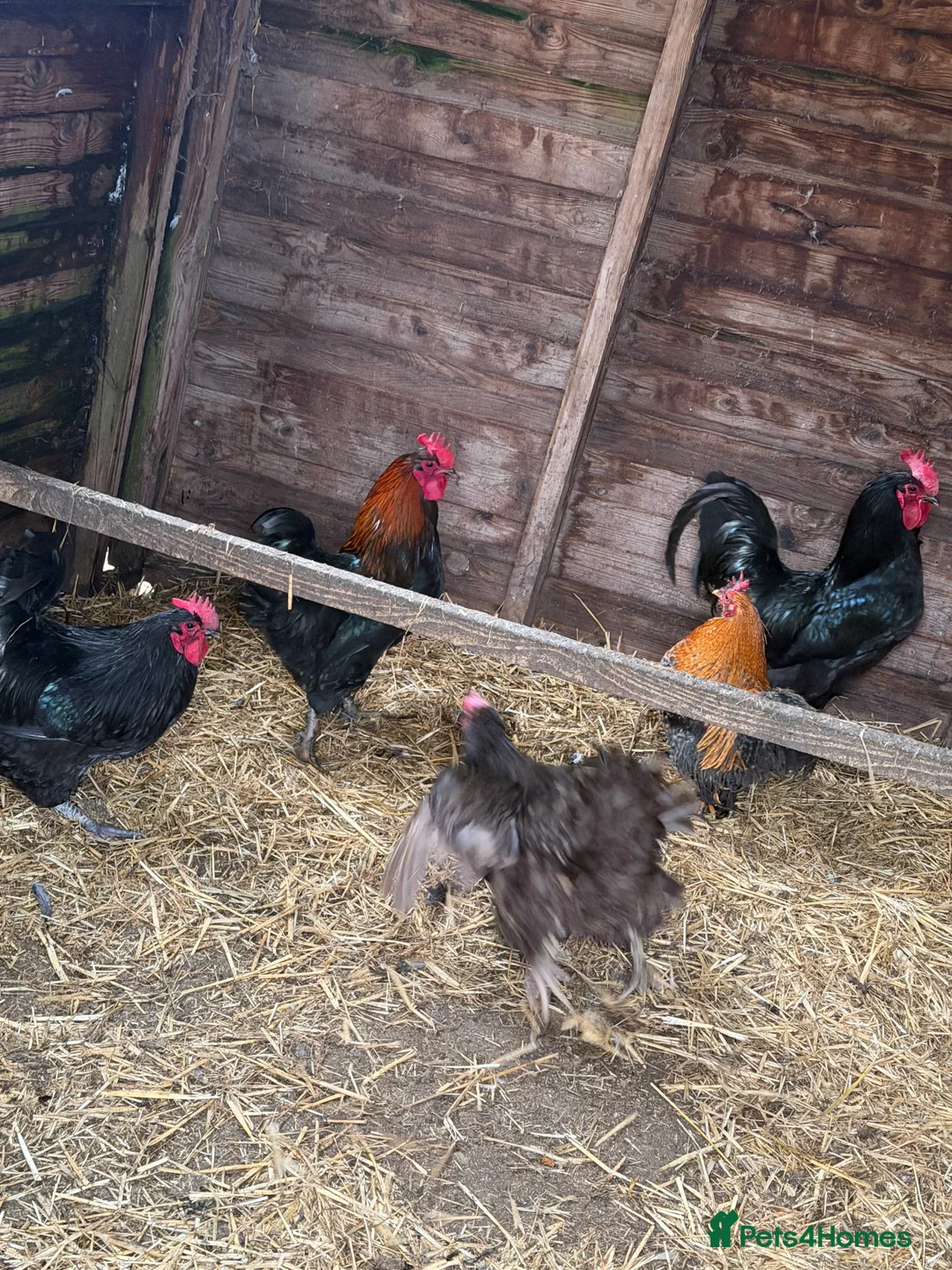 Chickens poultry for sale: Cockerels  in Stoke-on-Trent - Advert 2