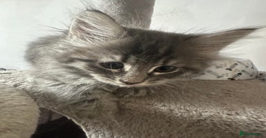 Mixed Breed cats - Advert 15