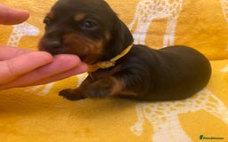 Miniature Dachshund dogs for sale: YOUR FOREVER COMPANION AWAITS  - Image 11