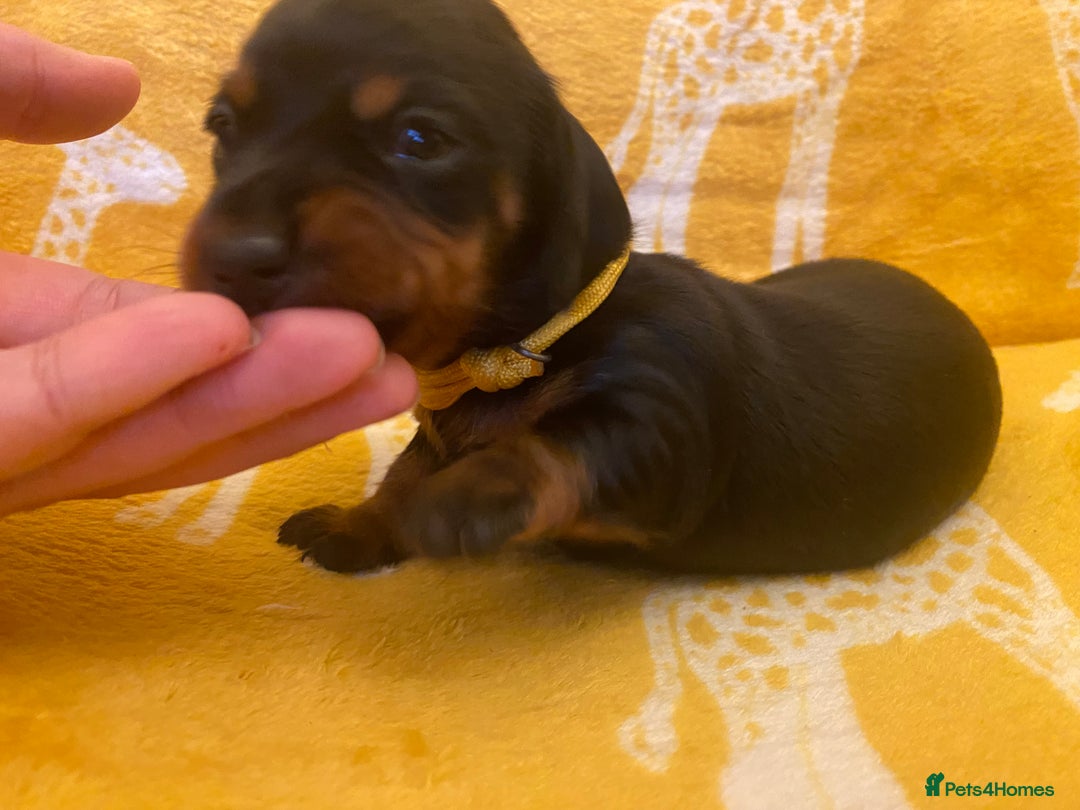 Miniature Dachshund dogs for sale: YOUR FOREVER COMPANION AWAITS  - Image 11