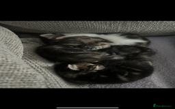 Domestic Shorthair cats for sale: 4 kittens ready to leave now - Image 11