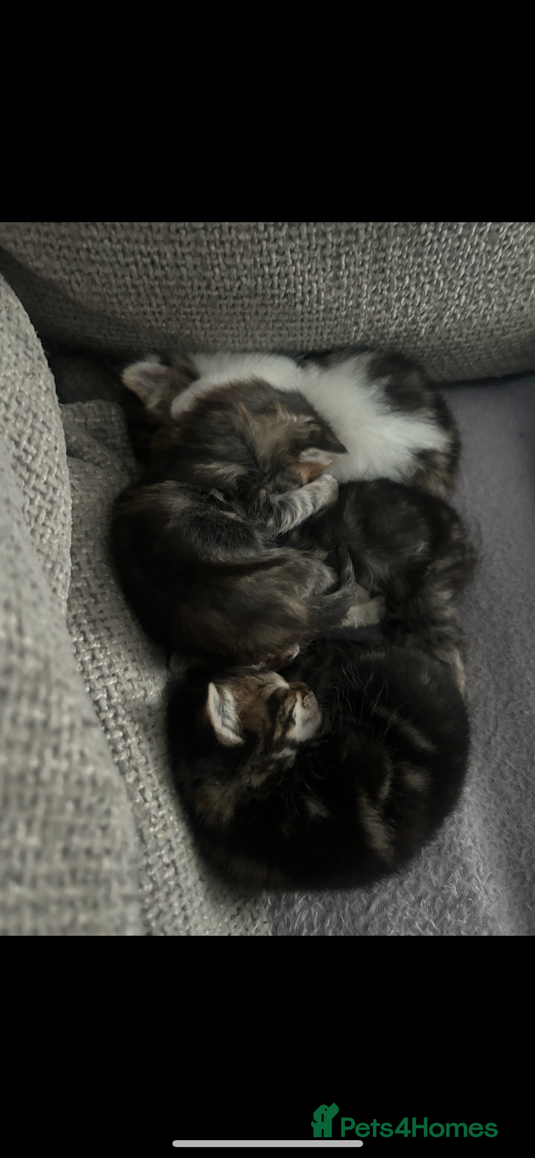 Domestic Shorthair cats for sale: 4 kittens ready to leave now - Image 11