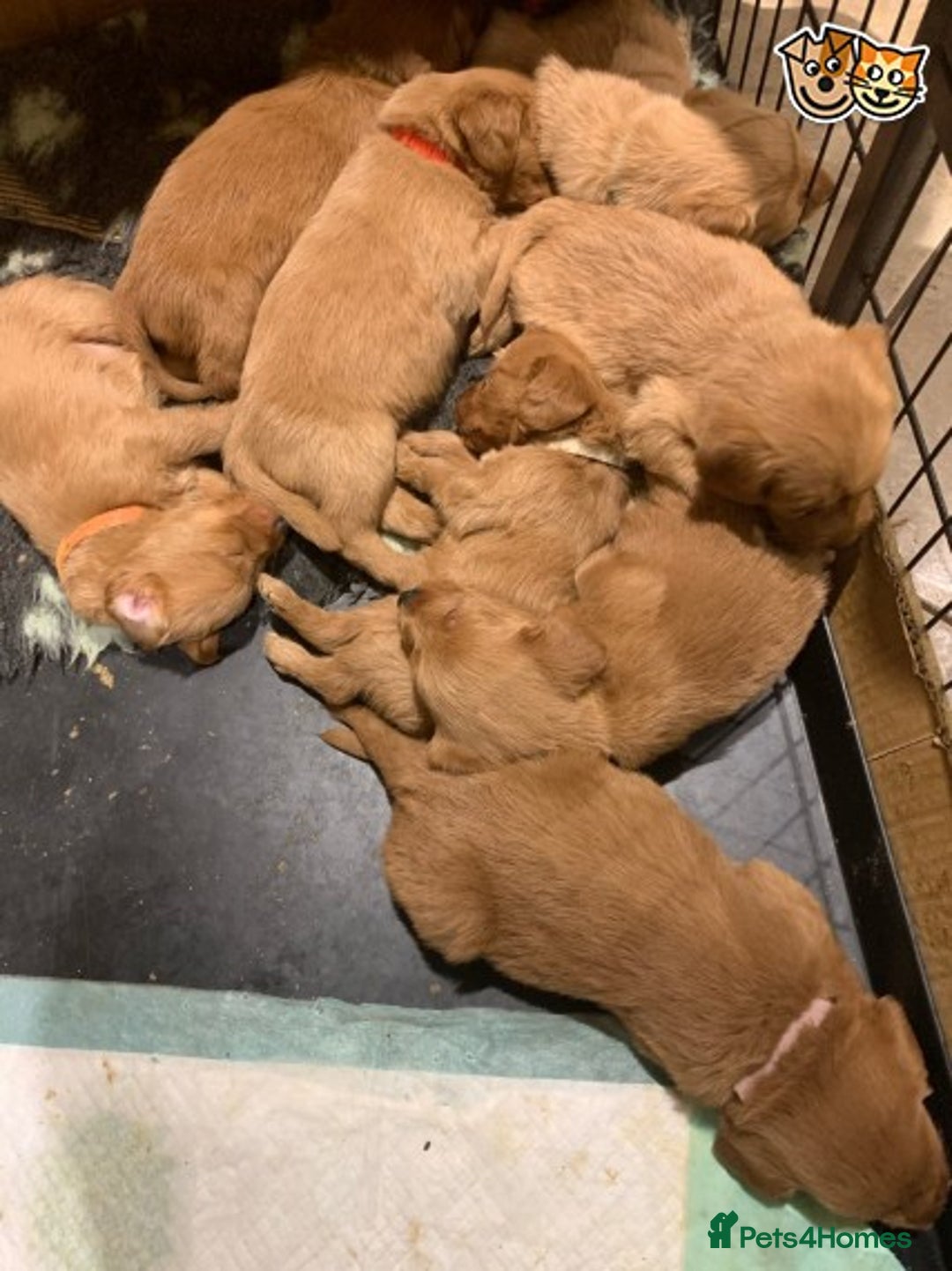 Toy Poodle dogs for stud: KC (FULLY HEALTH TESTED )RED TOY POODLE STUD in Galston - Advert 15