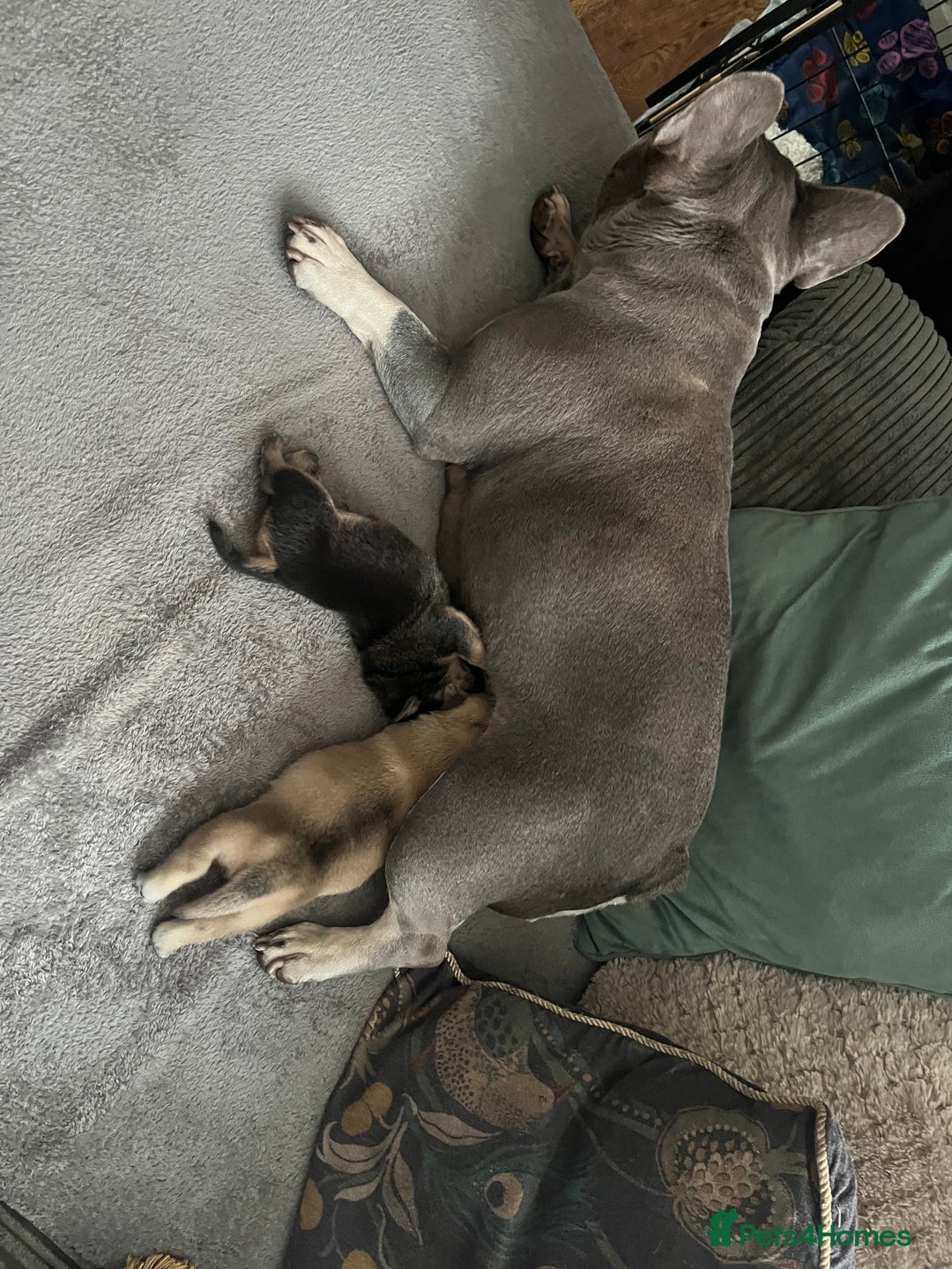 Mixed Breed dogs for sale: Gorgeous puppies - Image 10