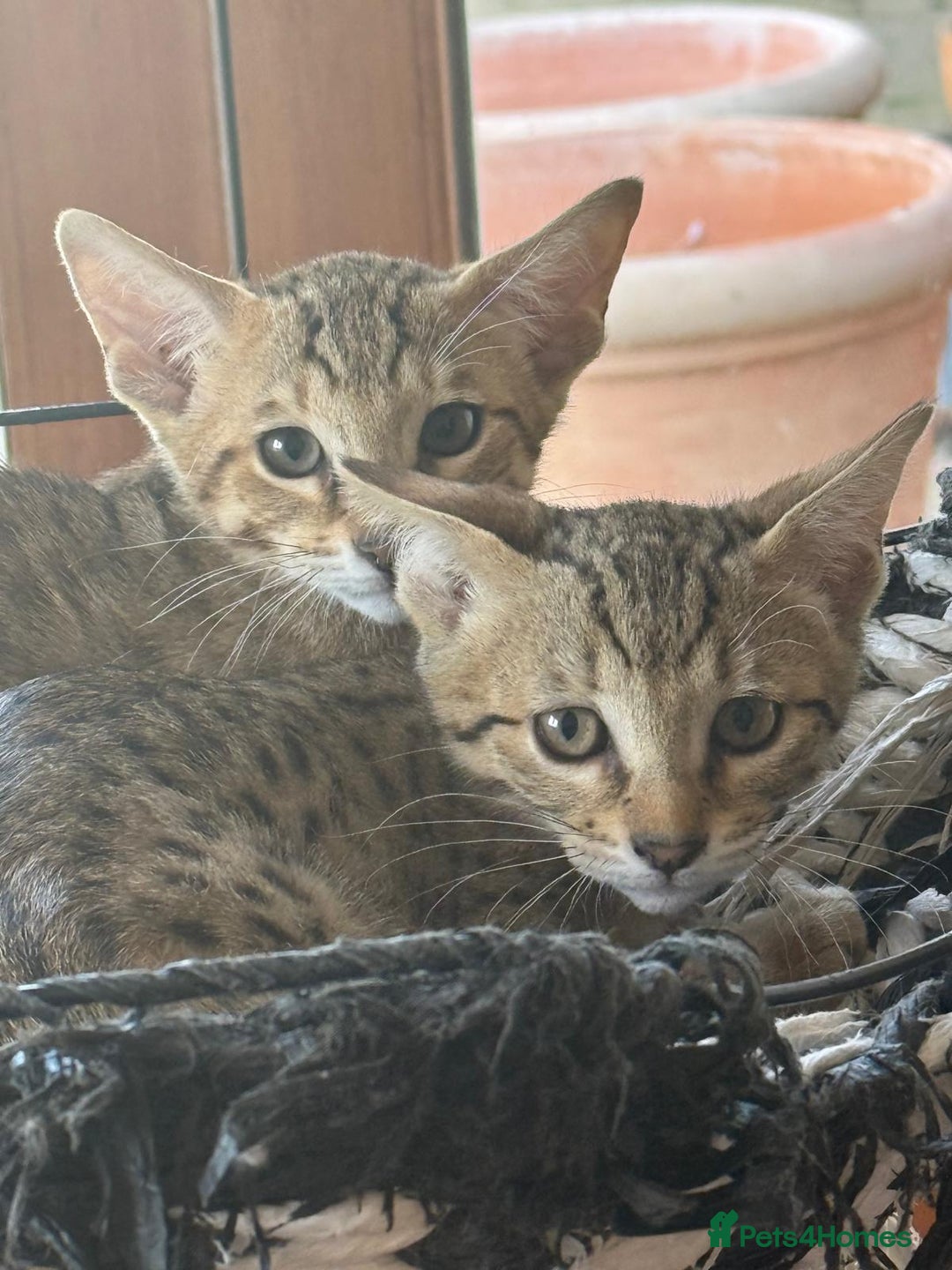 Savannah cats for sale: Stunning F4 kittens ready for their forever homes - Image 9
