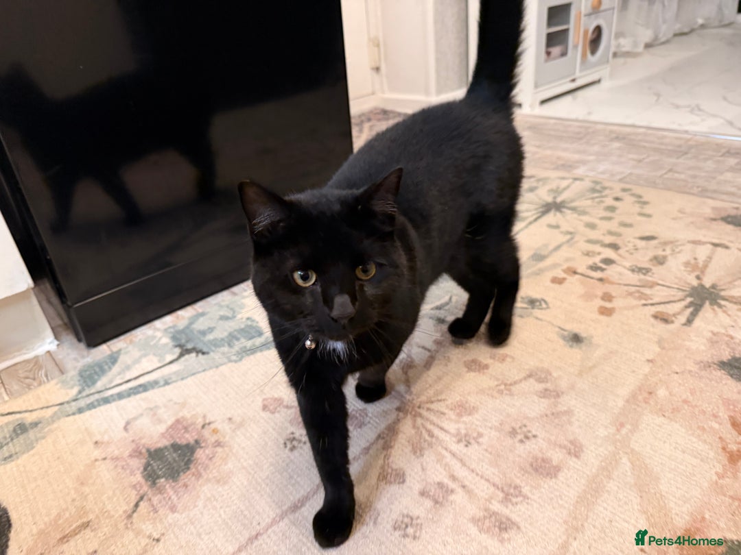 Balinese cats for sale: Cat for sale - Advert 4