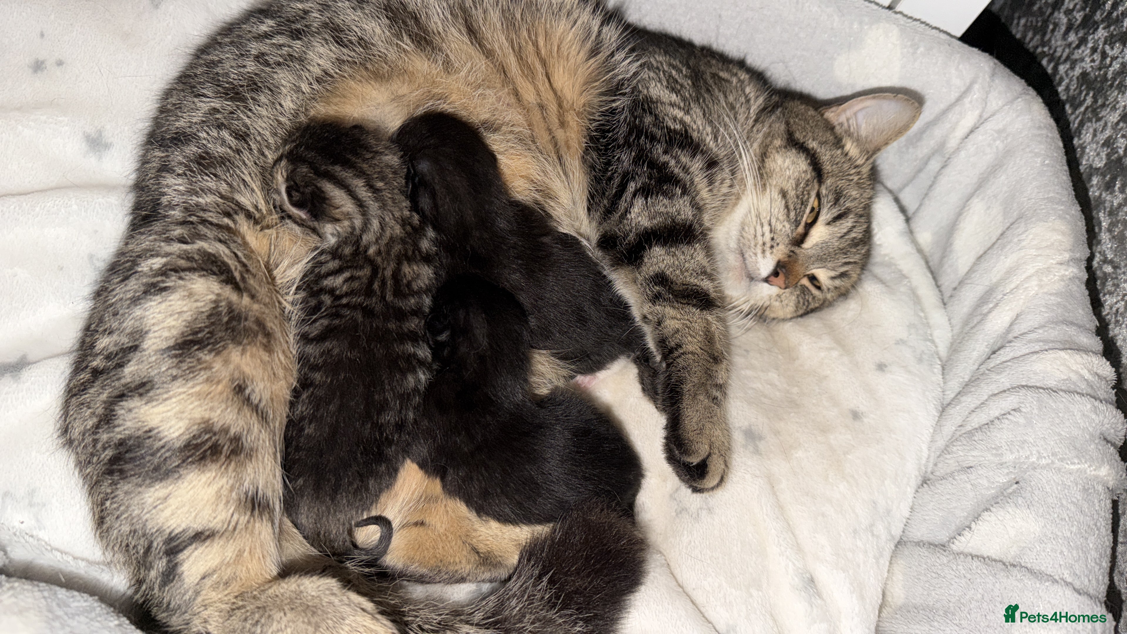 Mixed Breed cats Two beautiful kittens  in King's Lynn - Advert 1