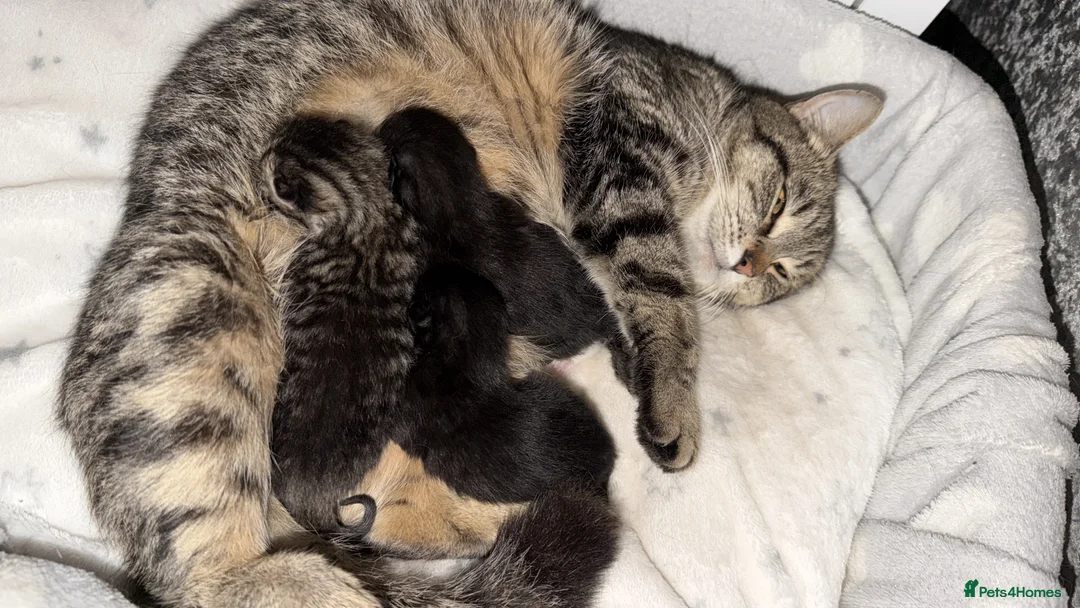 Mixed Breed cats for sale: Two beautiful kittens  - Advert 1