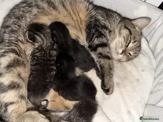 Mixed Breed cats Two beautiful kittens in King's Lynn - Advert 1