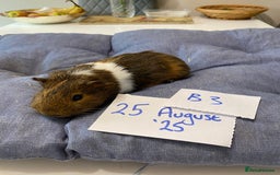 Guinea Pig rodents for sale: Beautiful baby Guinea pigs - Image 10