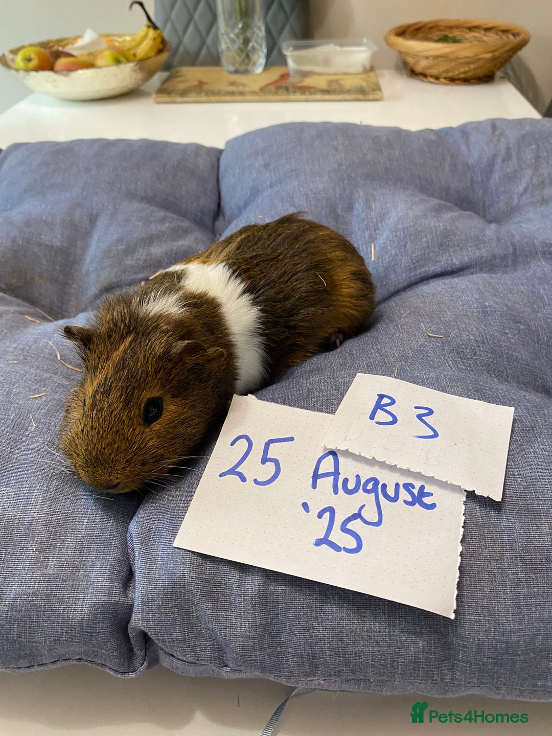 Guinea Pig rodents for sale: Beautiful baby Guinea pigs - Image 10