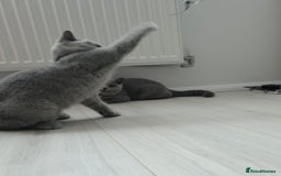 British Shorthair cats for sale: Campion blod - Image 6