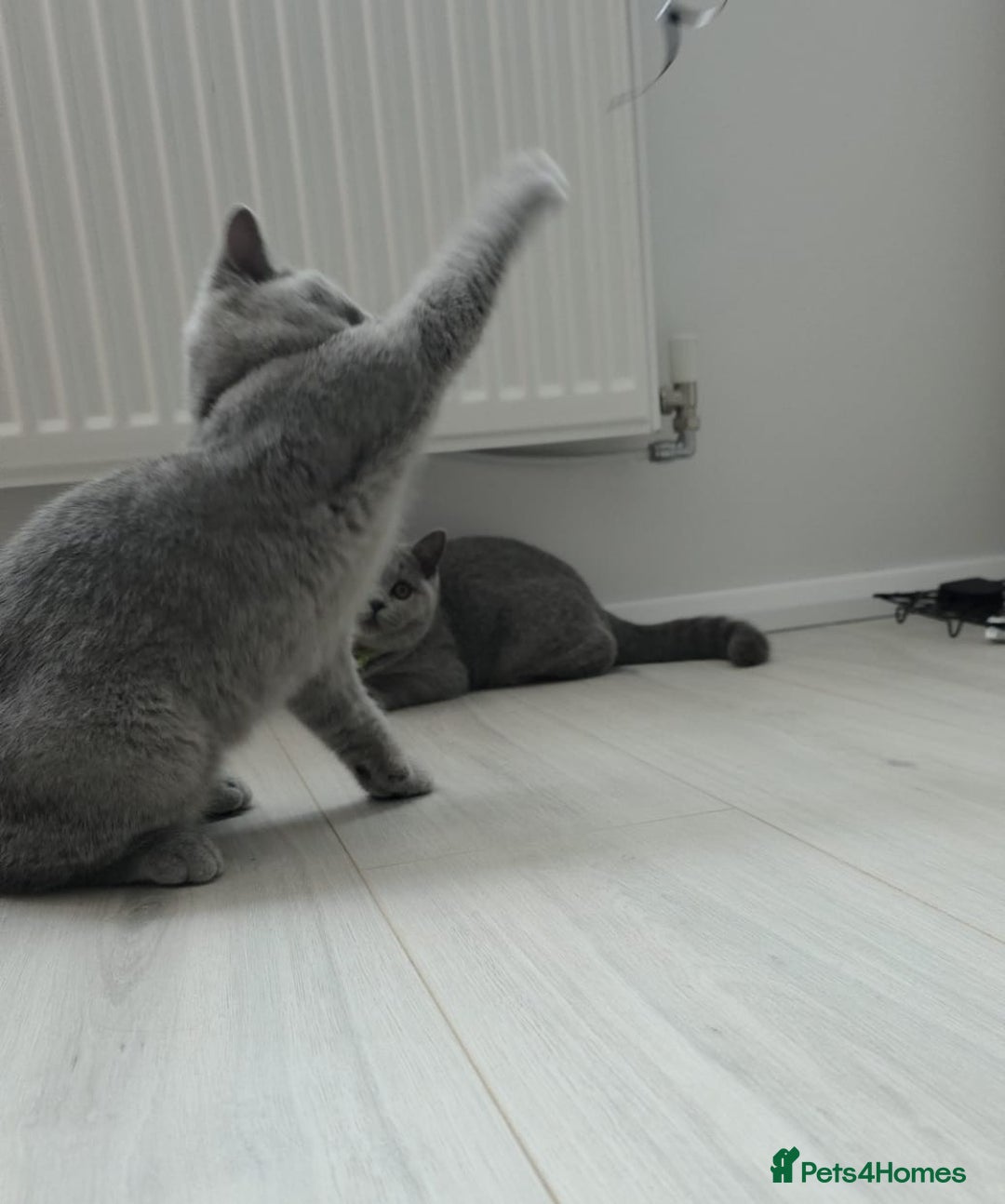 British Shorthair cats for sale: Campion blod - Image 6