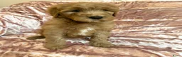 Goldendoodle dogs for sale: Beautiful doodles looking for forever homes - Advert 22