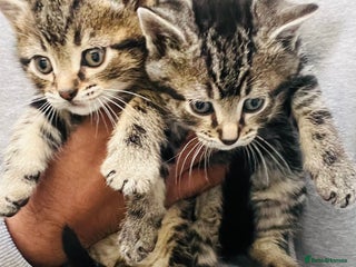 Mixed Breed cats Stunning Bengal x Ragdoll kittens ready to go now - Advert 2