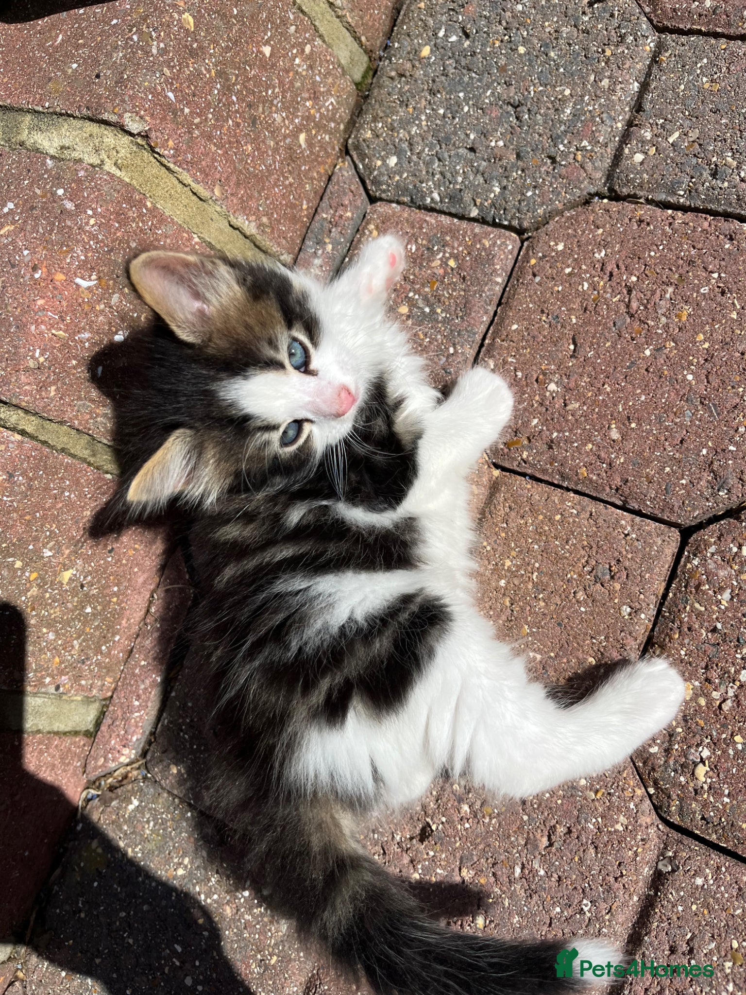 Domestic Shorthair cats for sale: Playful Tabby Kittens Ready in South Ockendon - Advert 11