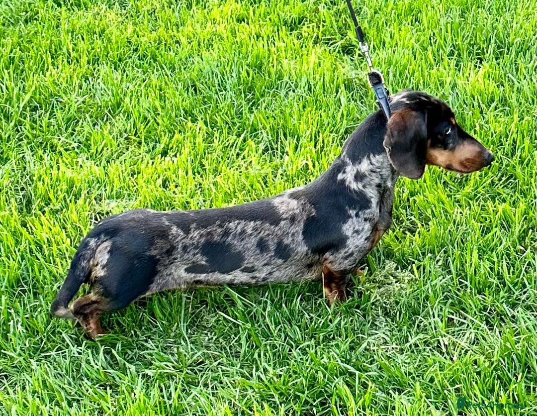 Miniature Dachshund dogs for stud: STUNNING PROVEN KC SILVER DAPPLE  - Advert 1