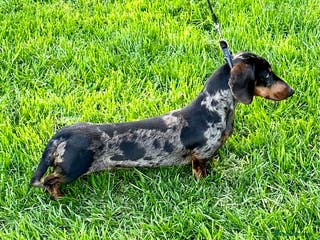 Miniature Dachshund dogs STUNNING PROVEN KC SILVER DAPPLE - Advert 6
