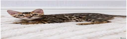 Bengal cats for sale: 🐆Adorable pedigree bengal kittens🐆 - Advert 6