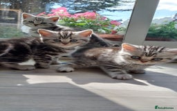 British Shorthair cats for sale: Silver Tabby  in Rochester - Image 1