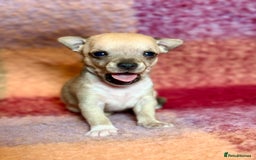 Chihuahua dogs for sale: Beautiful Chihuahua Boys - Image 3