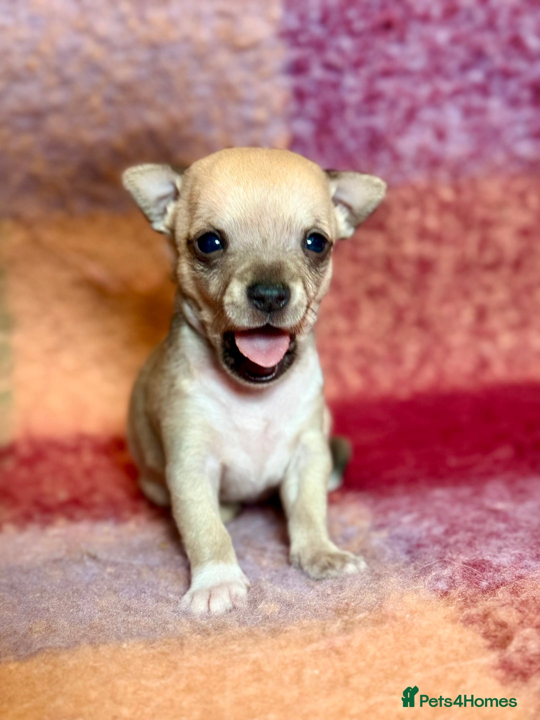 Chihuahua dogs for sale: Beautiful Chihuahua Boys - Image 3