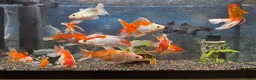 Goldfish fish for sale: Good quality gold fish & koi carp  in Leicester - Advert 6