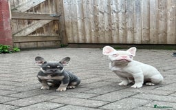 French Bulldog dogs for sale: LAST BOY AMAZING DNA REDUCED  - Image 4